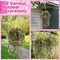 6PCS Artificial Hanging Ferns – Faux Ivy Vine with Flowers for Indoor & Outdoor Decor (Fuchsia)